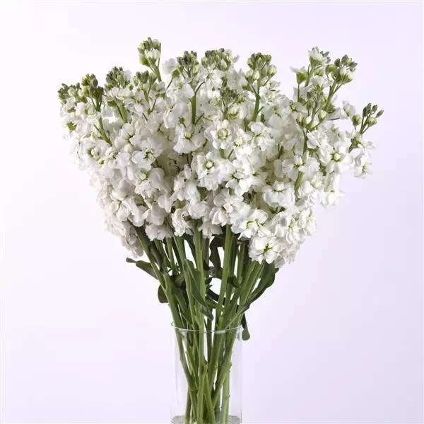 matthiola katz hi double white